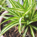 Know the Best Air Filtering and Purifying Plants