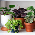 Common Mistakes You Need to Know When Planting the Best Air Filtering and Purifying Plants