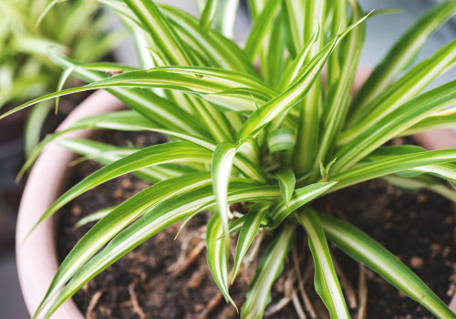 Know the Best Air Filtering and Purifying Plants