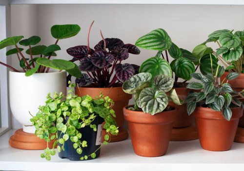 Common Mistakes You Need to Know When Planting the Best Air Filtering and Purifying Plants